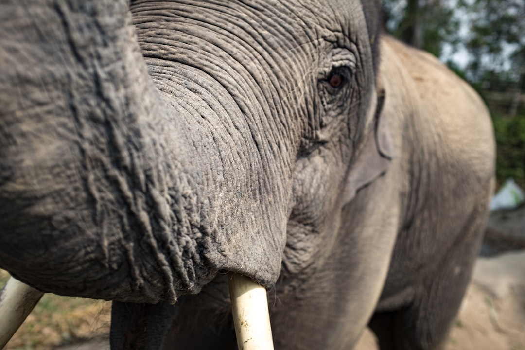 Photo Clay elephant